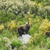 Un oso pardo visita las Merindades y causa daños de 9.000 euros en decenas de colmenas