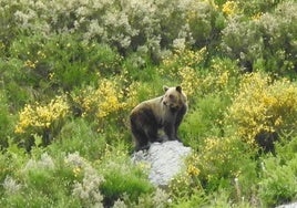 Imagen de archivo de un oso pardo cantábrico.