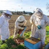 El clima confunde a las abejas y determina una campaña «difícil» en Burgos