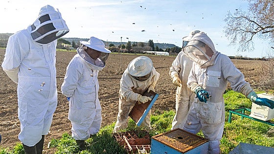 El clima confunde a las abejas y determina una campaña «difícil» en Burgos