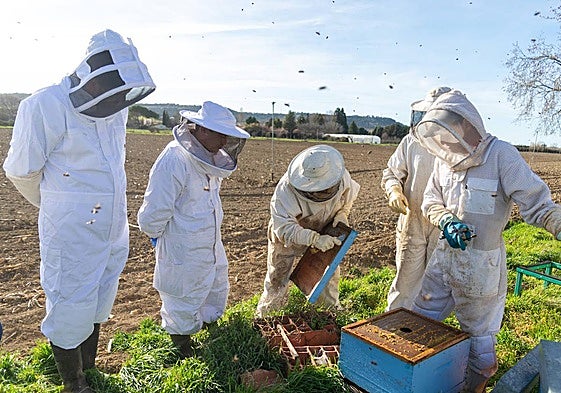 Limpieza de colmenas en Viñalta, Palencia.