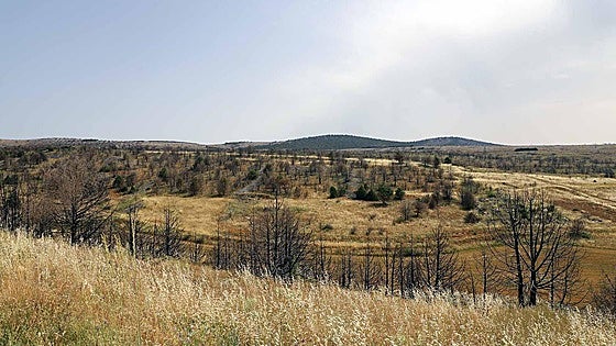 Arlanza recupera parte de su monte quemado en 2022 con nuevas repoblaciones