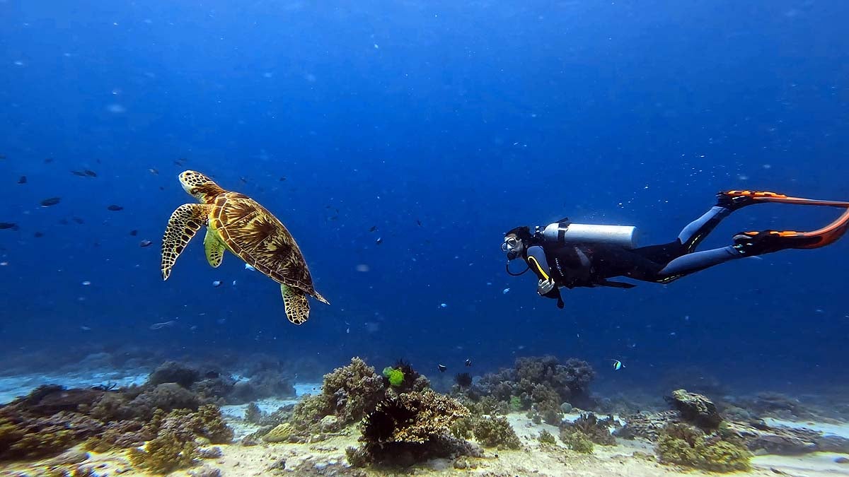 Buceo en Balicasag, Filipinas.