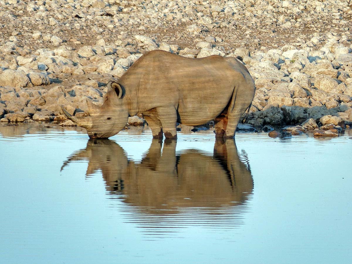 Safari Etosha, Namibia.