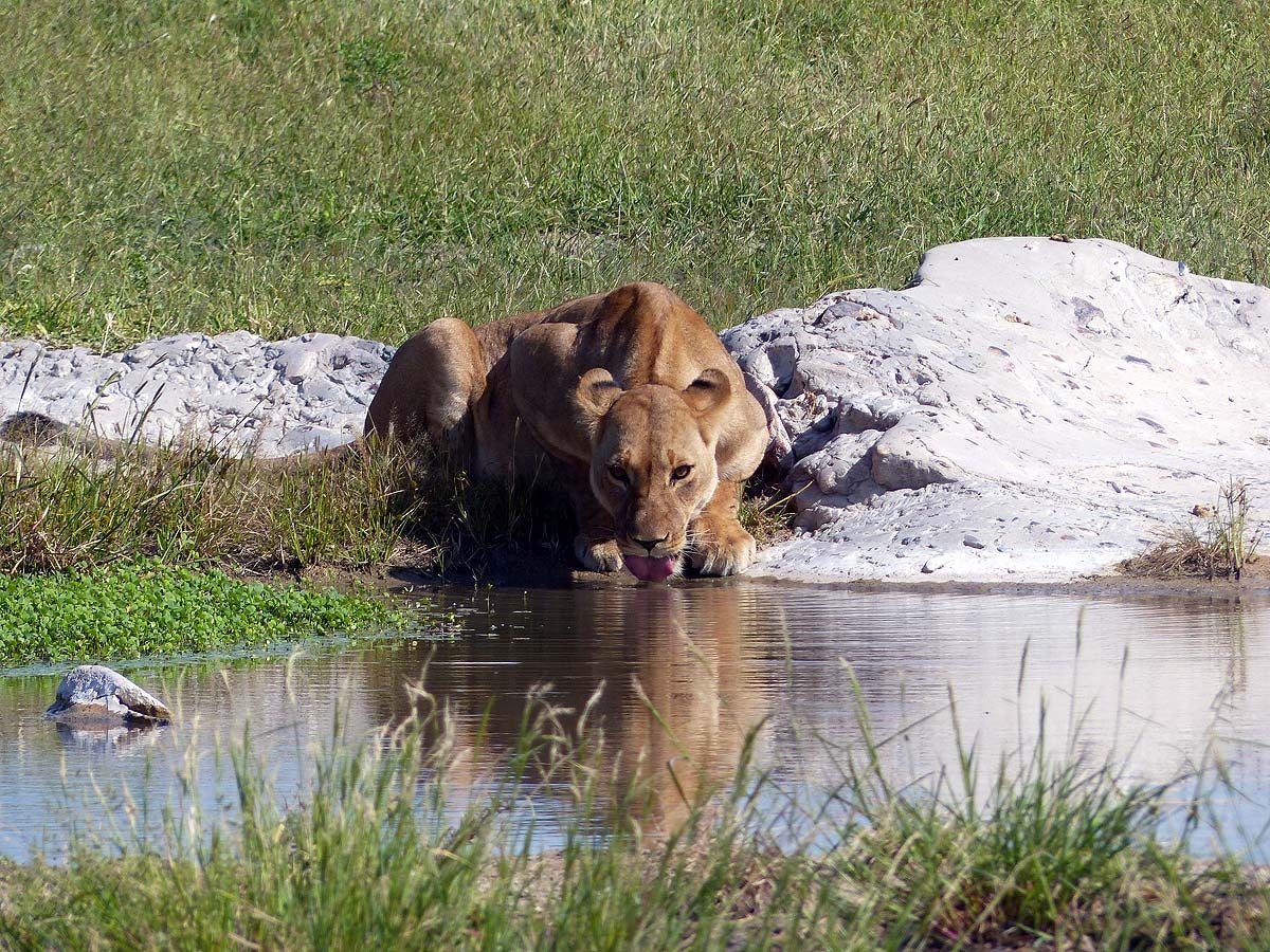 Savuti, Botswana.