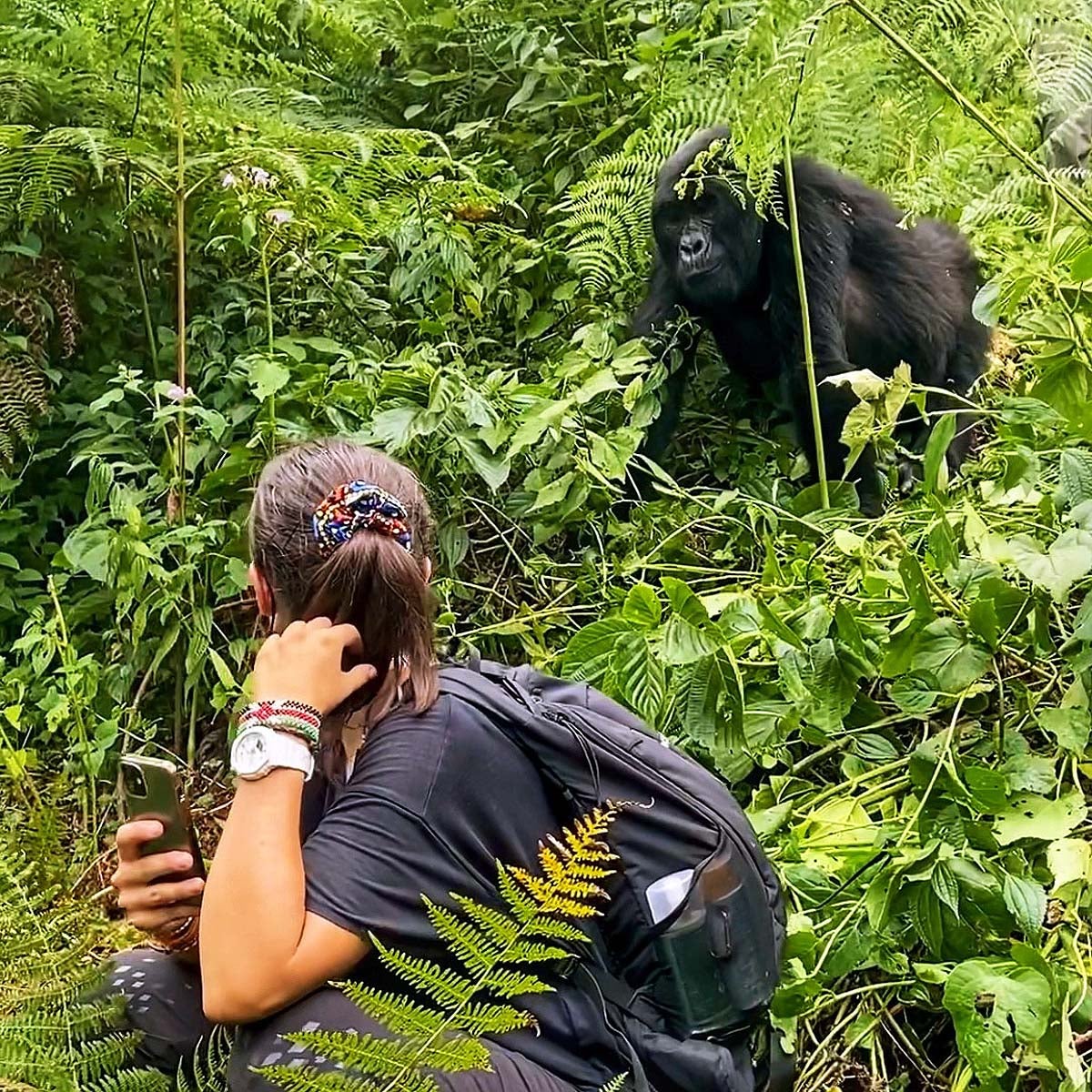 Trekking gorilas, Uganda.