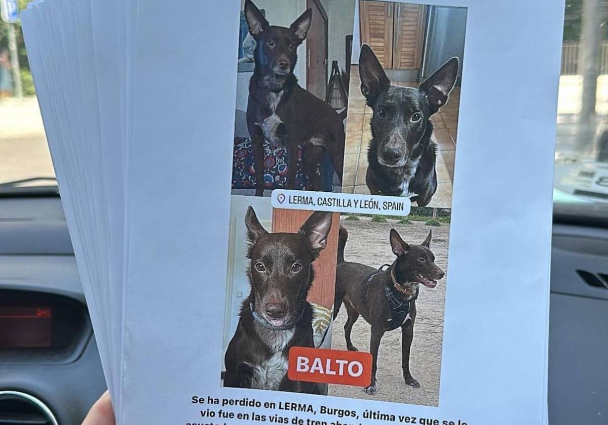 Carteles de Balto que su familia ha difundido por la provincia de Burgos.