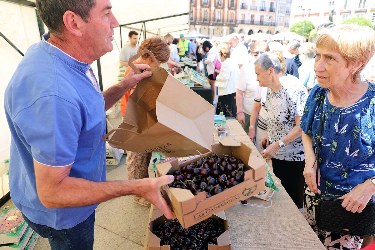 Así ha sido la feria de la cereza del Valle de las Caderechas en Burgos