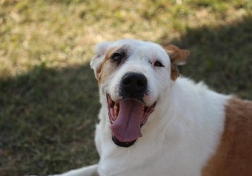 Buscando familia: perros en adopción posan para un concurso fotográfico