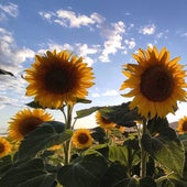 Girasoles con arte, una ruta que une cultura y naturaleza en la provincia de Burgos