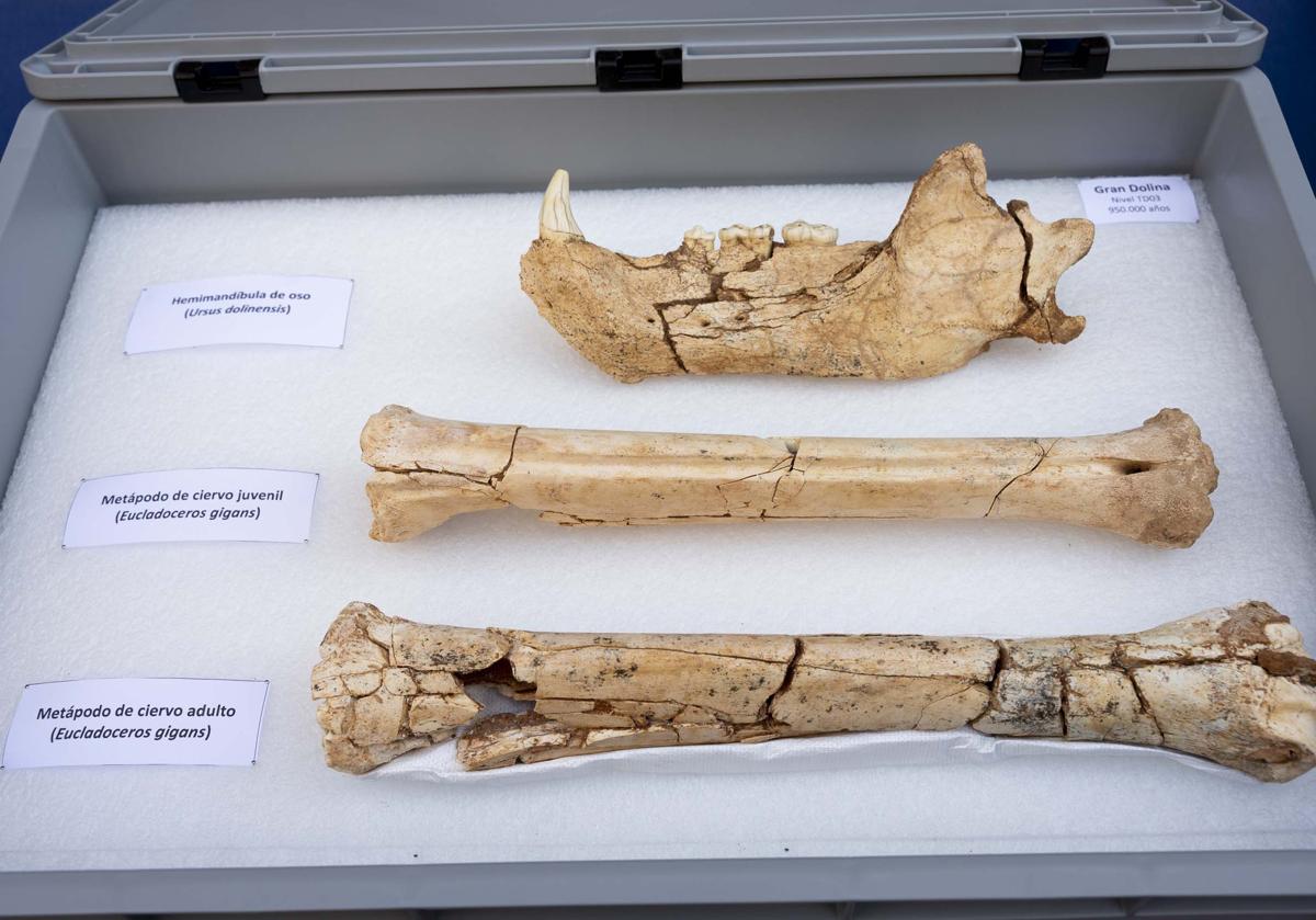 Imagen principal - El Homo antecessor reaparece en Atapuerca treinta años después