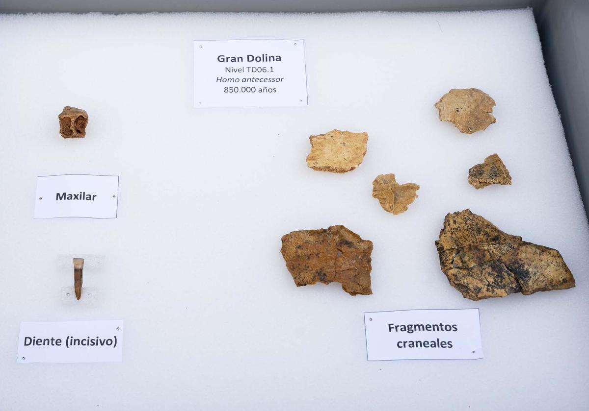 Diente de una hembra de 25 años de Homo antecessor junto a otros restos óseos.