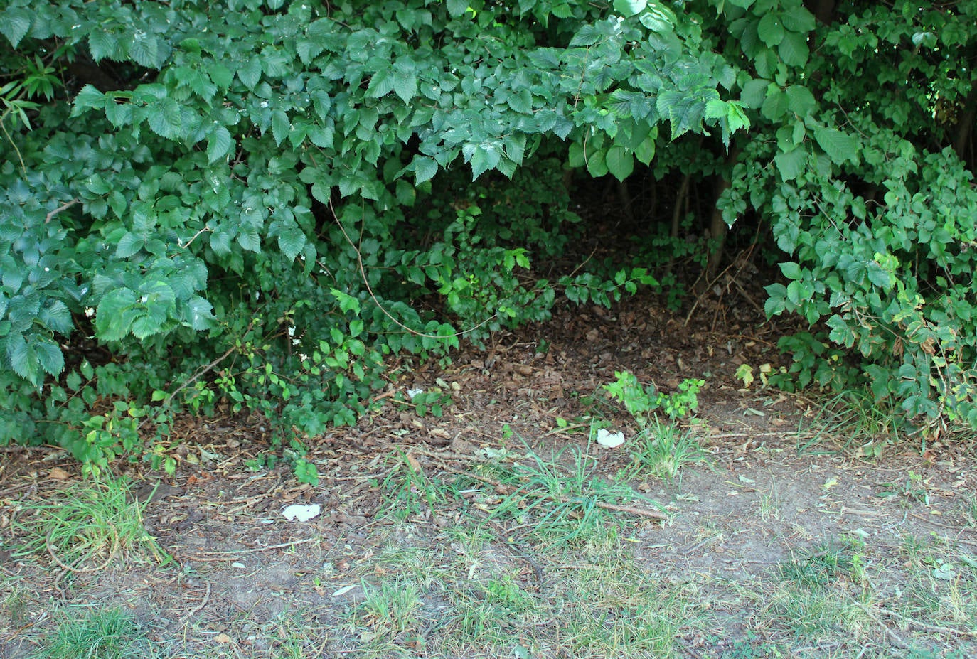 La basura se acumula en la ribera del Arlanzón en Burgos