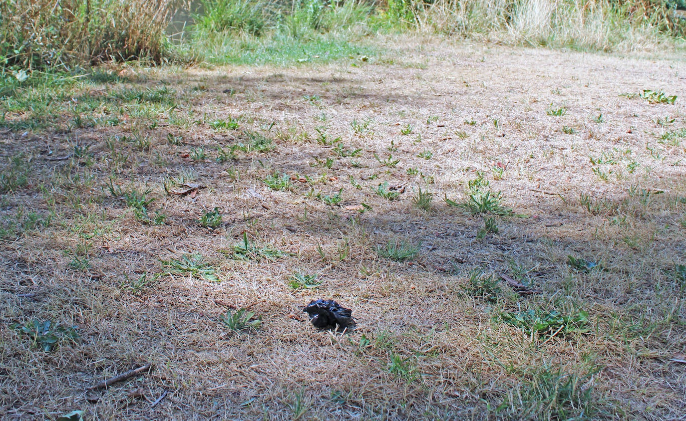 La basura se acumula en la ribera del Arlanzón en Burgos