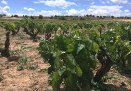 Viñedos de la DO Arlanza.