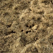 Tres comarcas de Burgos sufren ya plagas de topillos en los campos de cultivo