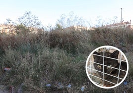 Maleza y basura de una zona de Burgos.