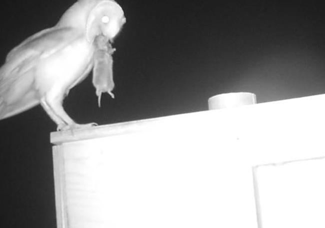 Ejemplar adulto de lechuza sostiene un topillo recién capturado para alimentar a los pollos en su caja nido de Villafruela, Burgos.