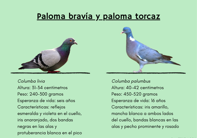 Diferencias entre la paloma bravía y la torcaz, las más comunes en Burgos.