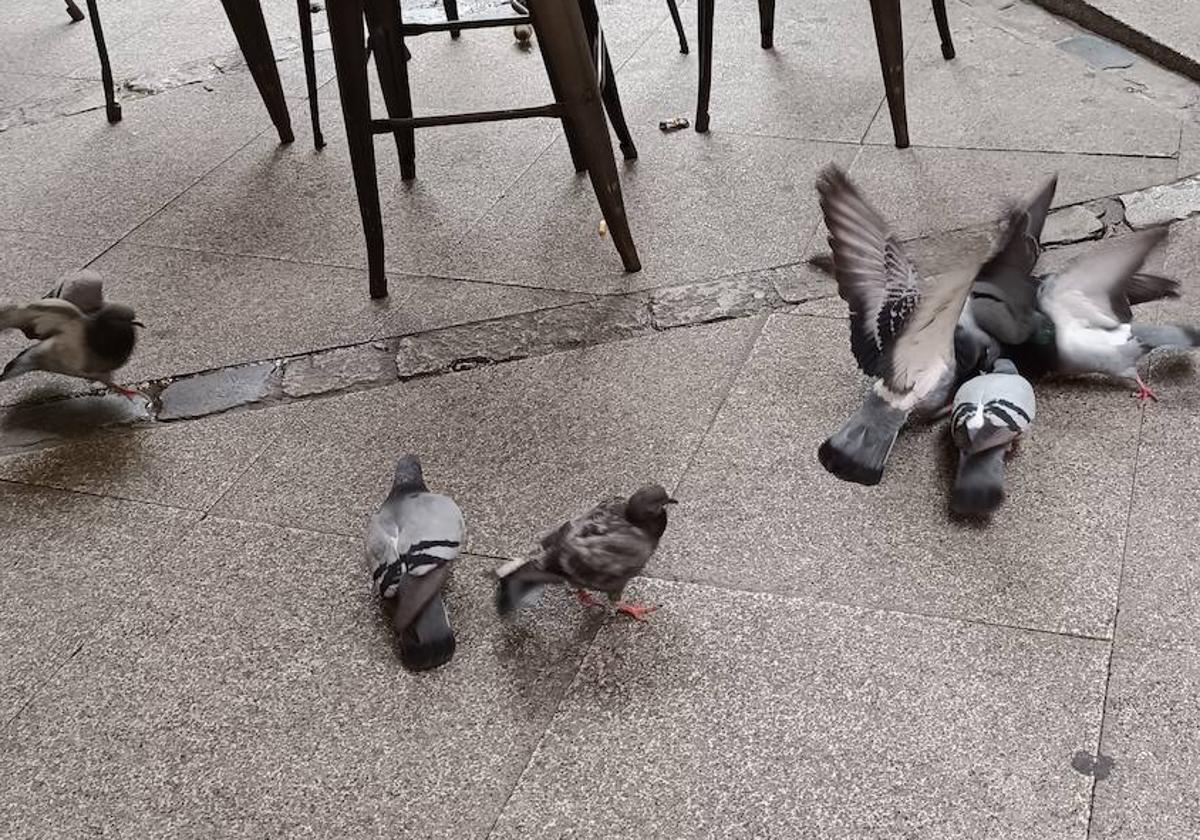 Palomas en Burgos.