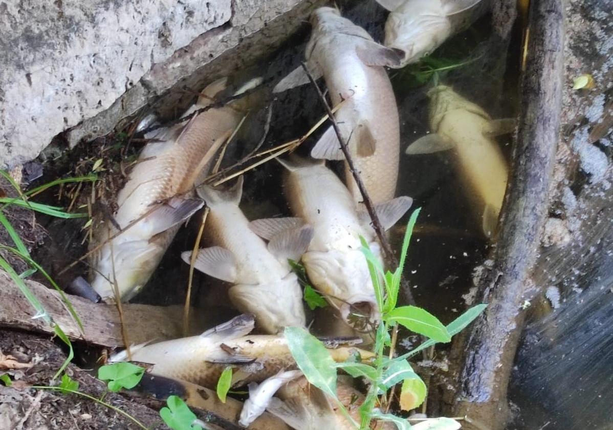 El jueves se localizaron centenares de ejemplares muertos en el río.