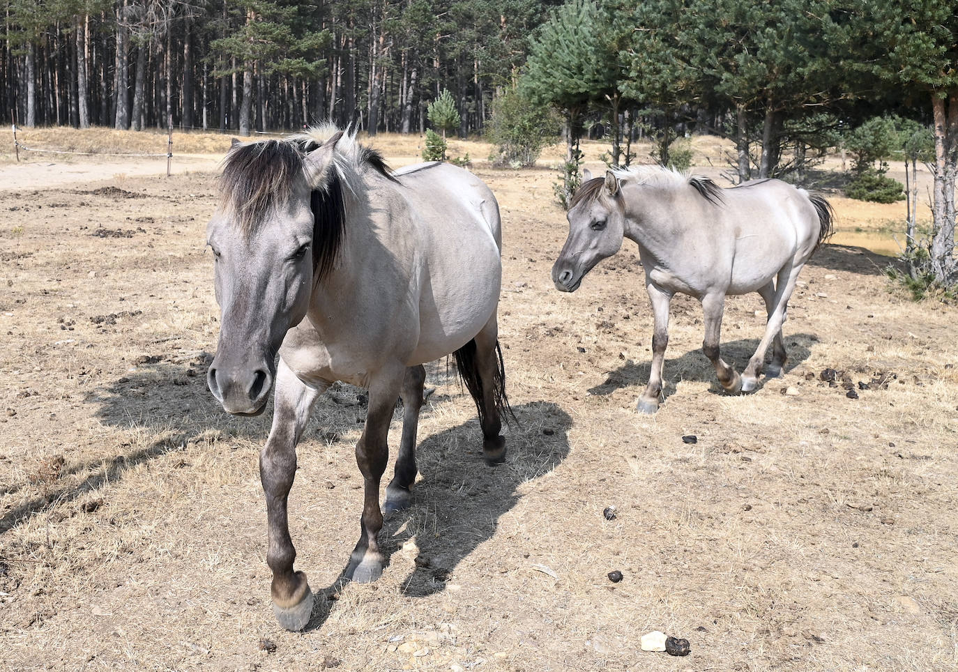 Paleolítico Vivo, refugio de animales prehistóricos en Burgos