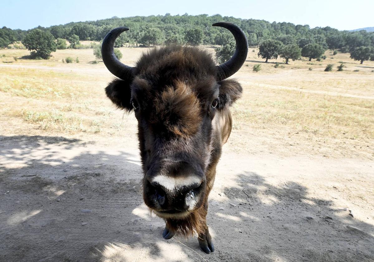 Paleolítico Vivo, refugio de animales prehistóricos en Burgos