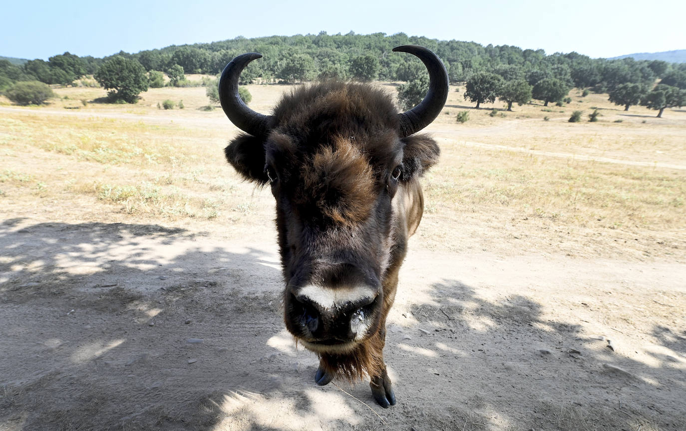 Paleolítico Vivo, refugio de animales prehistóricos en Burgos