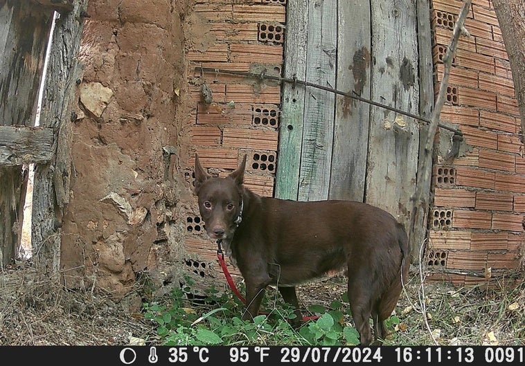 Balto en una imagen de una cámara de fototrampeo antes de ser rescatado.