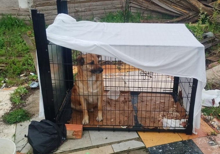 Rubia dentro de una jaula después de ser rescatada.