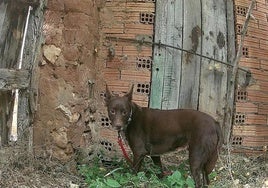 Balto fue localizado tras casi tres semanas desaparecido