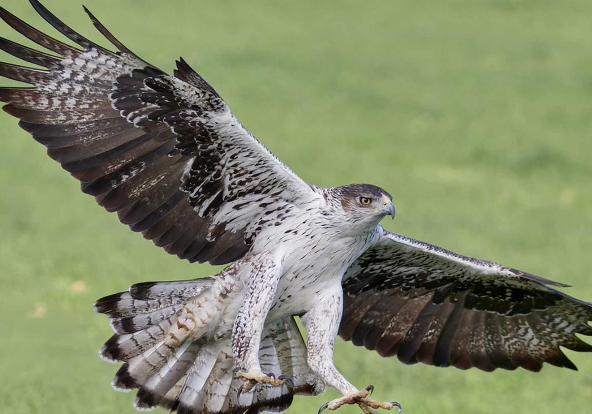 Ejemplar de águila perdicera.