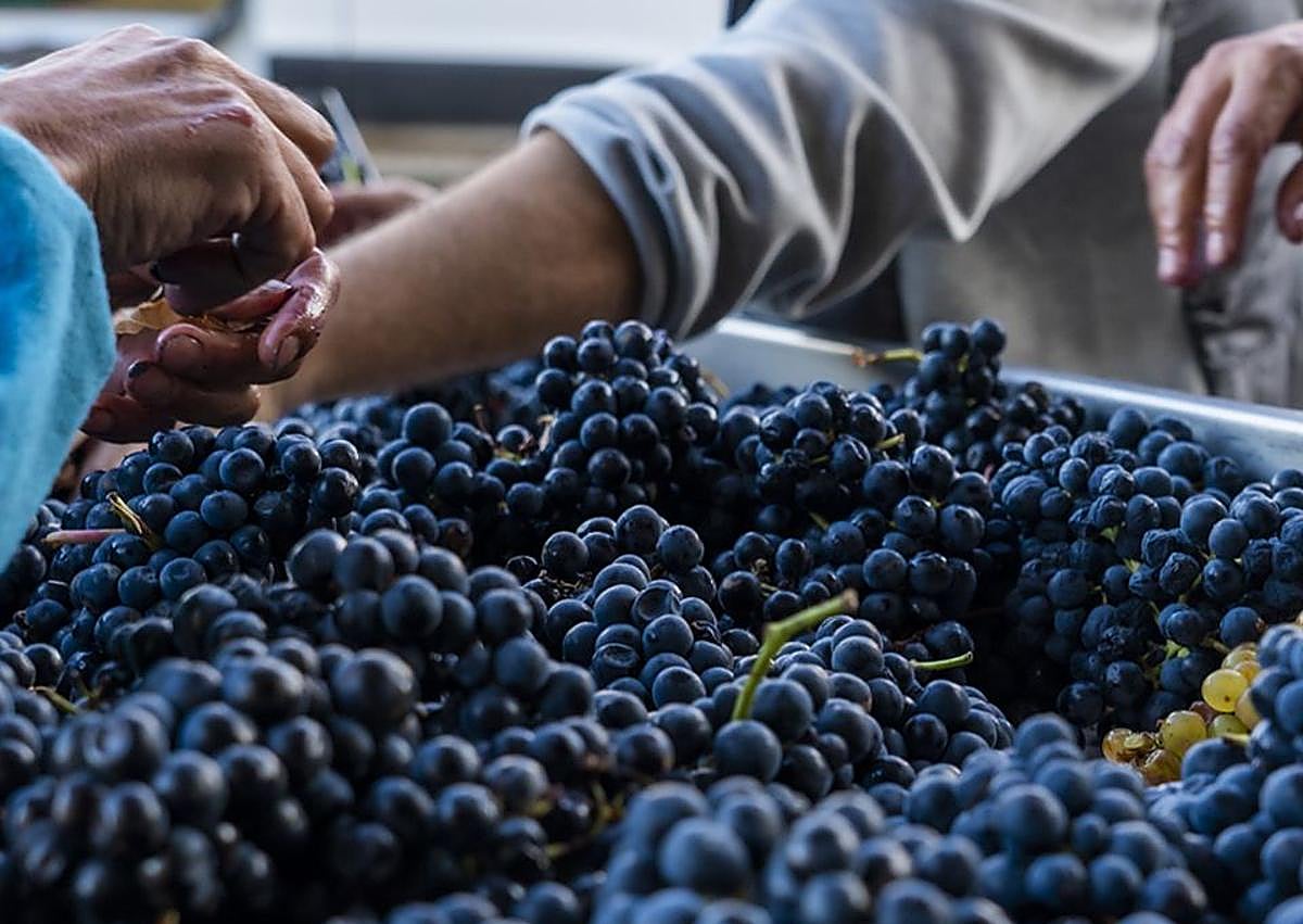 Imagen secundaria 1 - Bodegas Palacio de Lerma.