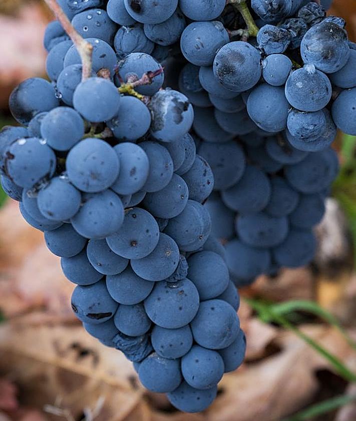Imagen secundaria 2 - Bodegas Palacio de Lerma.