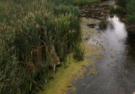 Estado del río en Villalonquéjar.