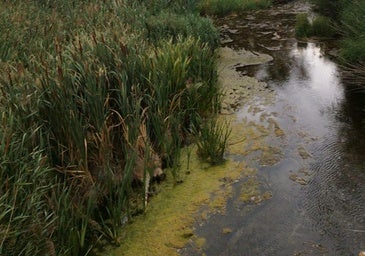 Un nuevo vertido en el Arlanzón compromete la salubridad del agua