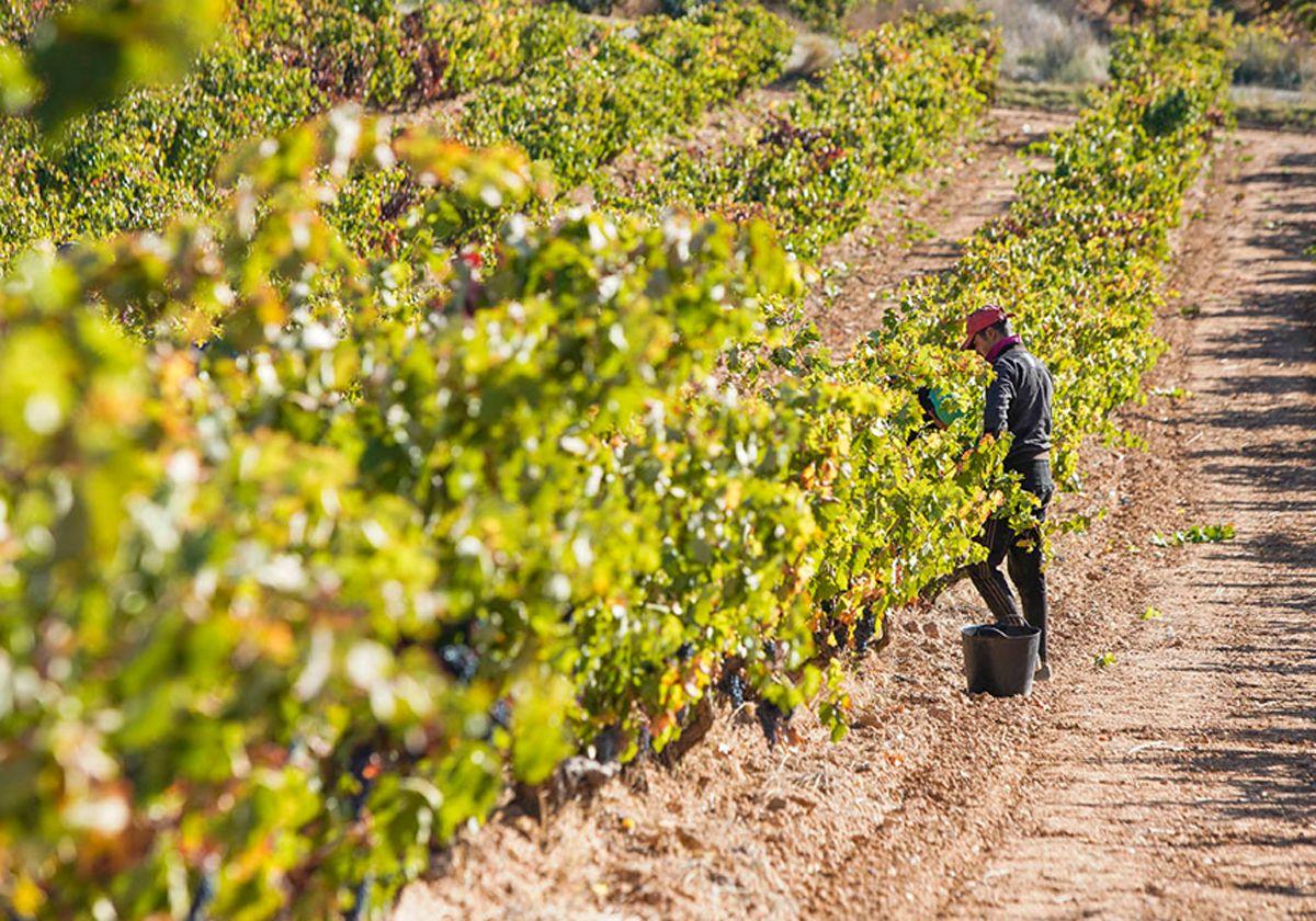 Viñedos de la Ribera del Duero.