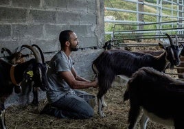 Moncef ordeña a una de sus cabras.