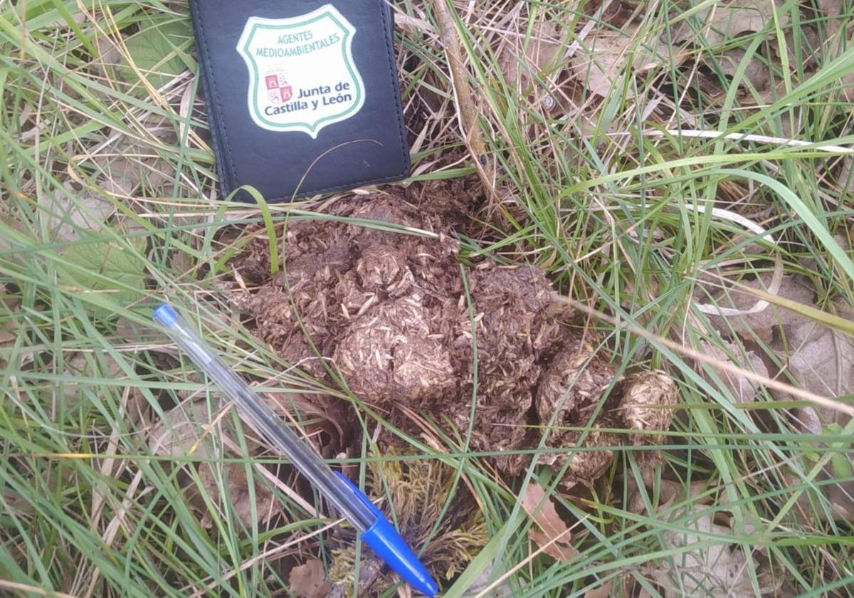 Excrementos hallados en el monte de Montorio que apuntan a la presencia de un oso o que se están estudiando.