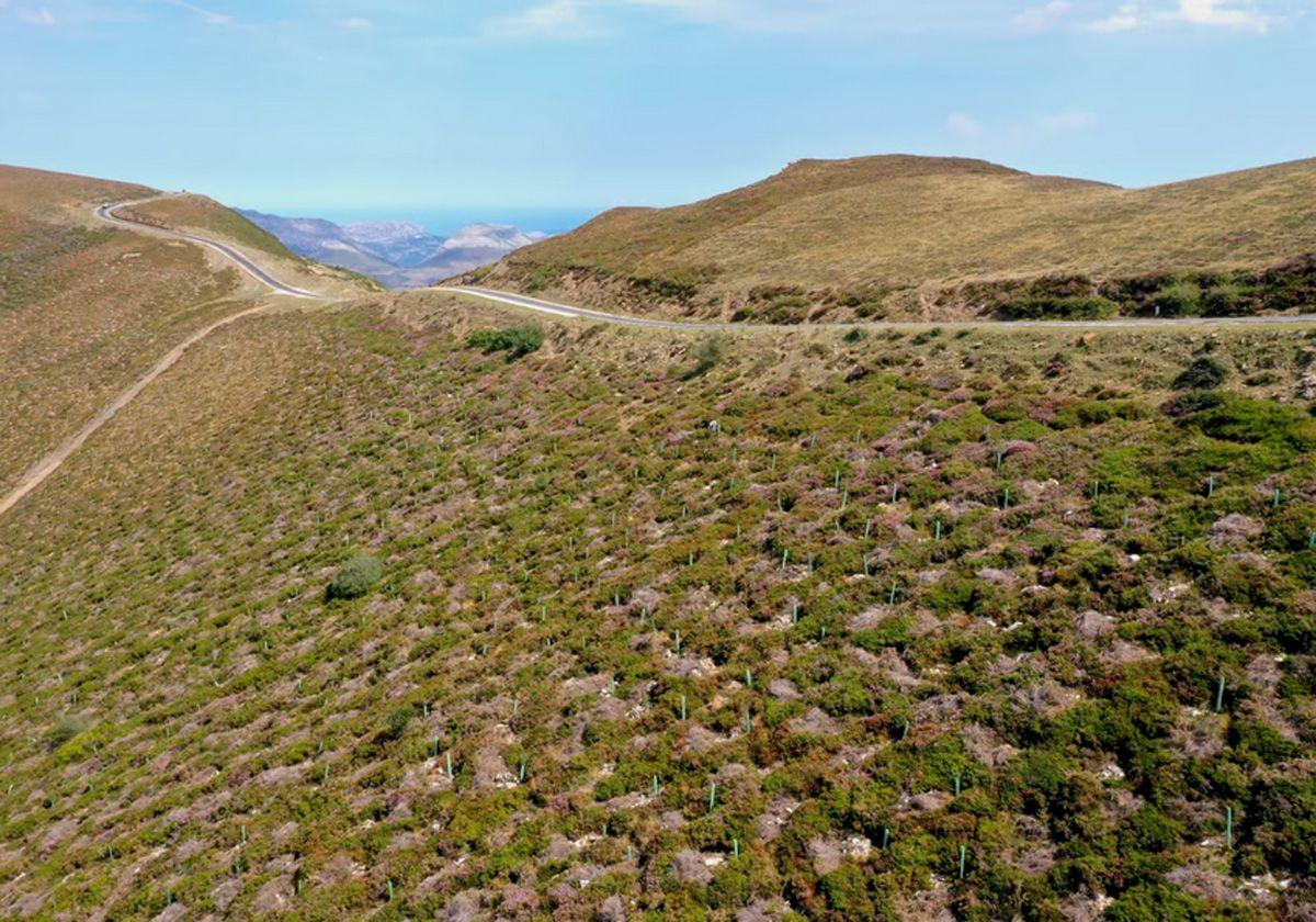 Plantación de nuevos árboles en Picón Blanco.