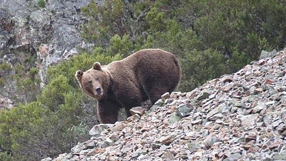 La Junta pide prudencia a los cazadores ante la presencia del oso en Burgos