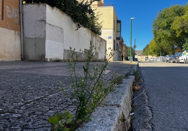 La maleza crece entre las badosas y los bordillos de la calle Villafranca.