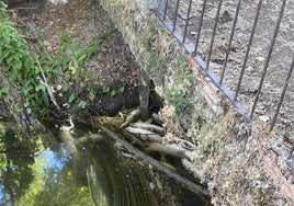 Peces muertos en el cauce del Arlanzón.