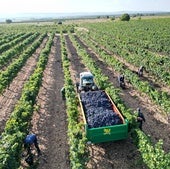 El riesgo de botrytis acelera la vendimia en Ribera con un aumento de la recogida mecánica