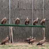 Así es el trabajo del Centro de Recuperación de Animales Silvestres de Burgos