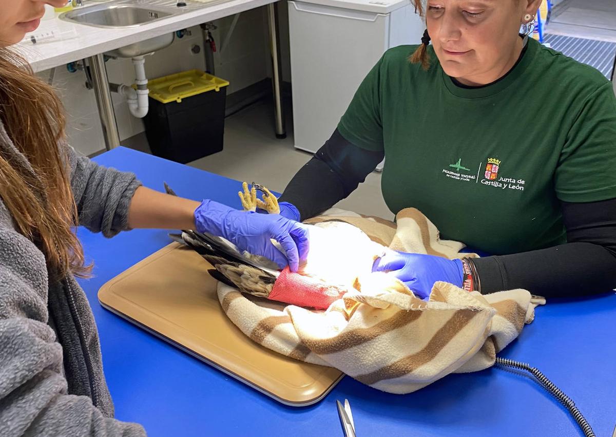 Imagen secundaria 1 - Clínica del CRAS de Burgos donde se cura a los animales.