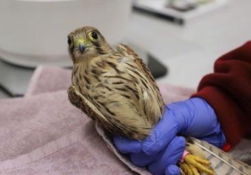 Qué hacer si encuentras un animal silvestre herido en Burgos