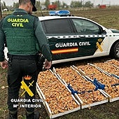 Intervienen en 137 kilos de níscalos recolectados ilegalmente en Burgos