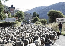 Fotografía de la trashumancia realizada por el burgalés Jorge Contreras.