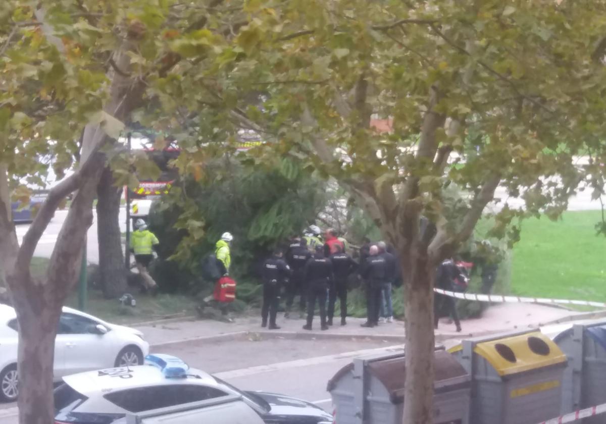 Imagen del árbol caído sobre un hombre en la avenida de Castilla y León.